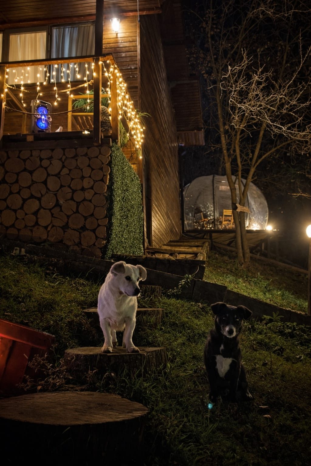 Cabana noaptea cu igloo și cățeii primitori